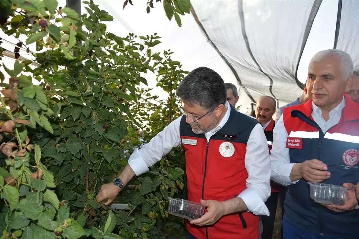 Tarım ve Orman Bakanı İbrahim Yumaklı, Siirt'te böğürtlen hasadına katıldı Açıklaması