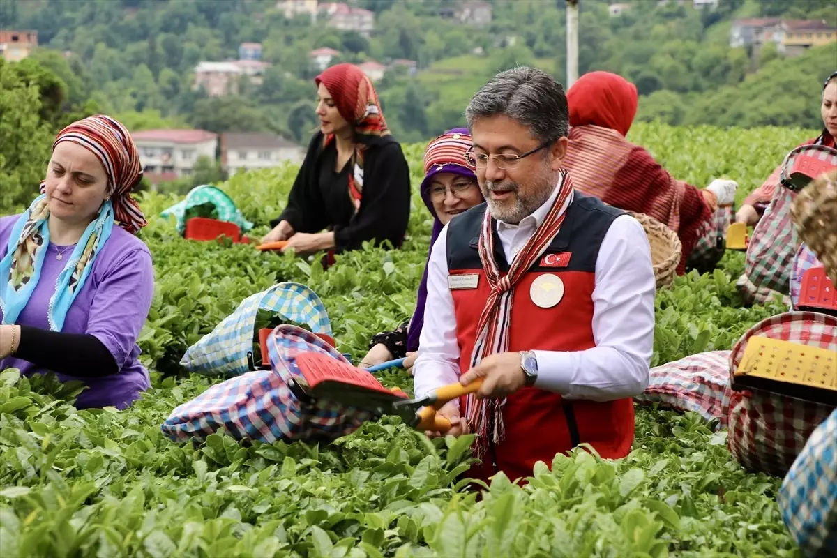 Bakan Yumaklı: Türkiye Kuru Çay Üretiminde Dünya 5., Avrupa 1.'si