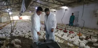Tavuk çiftlikleri için geliştirilen 'BroBot' kümes hastalıklarında erken teşhisi kolaylaştıracak