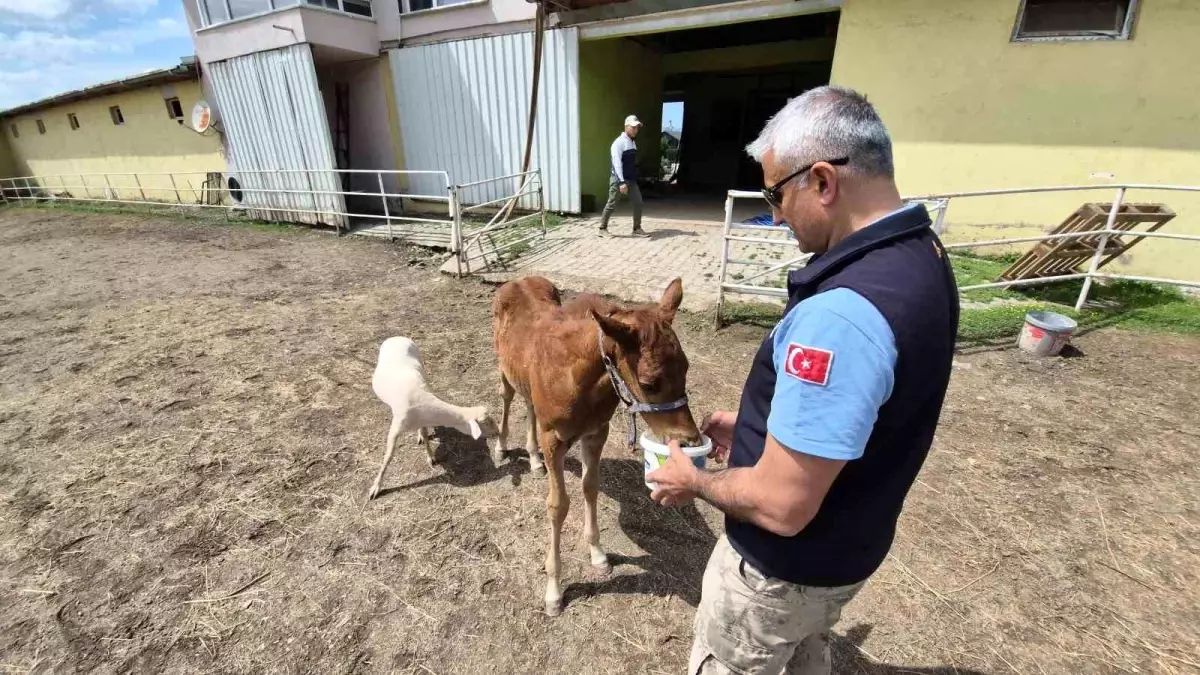 Düzce'de Tay ve Kuzu Arasındaki Sıcak Dostluk