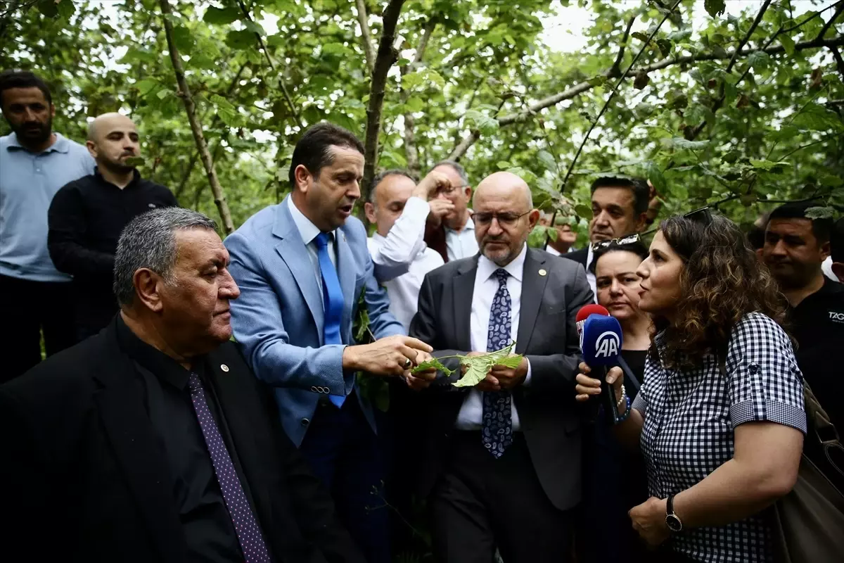 TBMM Komisyonu, Fındık Üreticilerinin Don Hasarını İnceledi