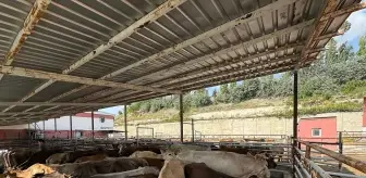 Van'da 975 Büyükbaş Hayvan Kurban Kesimi Başladı