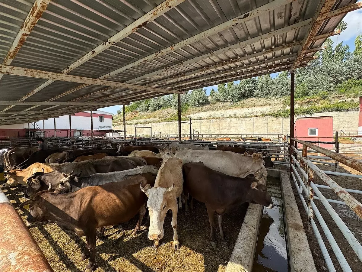 Van'da 975 Büyükbaş Hayvan Kurban Kesimi Başladı
