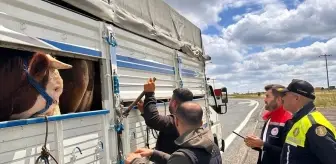 Tekirdağ'da Kaçak Hayvan Geçişine 105 Bin Lira Ceza