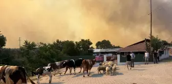 Şarköy'de Anız Yangını Ormana Sıçradı, Müdahale Devam Ediyor