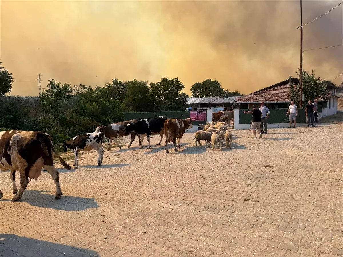 Şarköy'de Anız Yangını Ormana Sıçradı, Müdahale Devam Ediyor