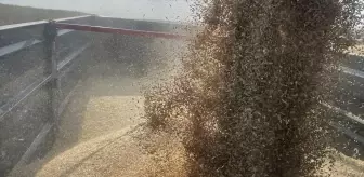 Hayrabolu'da Arpa Hasadına Başlandı