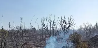 Tekirdağ'da Piknik Alanında Çıkan Yangın Söndürüldü