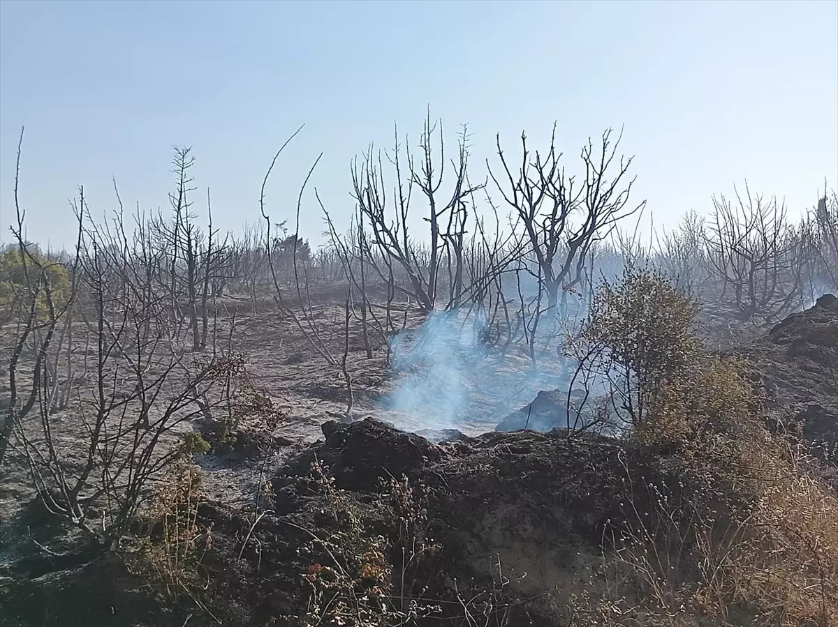 Tekirdağ'da Piknik Alanında Çıkan Yangın Söndürüldü