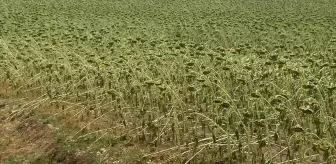 Tekirdağ'da Dolu Tarım Alanlarına Zarar Verdi