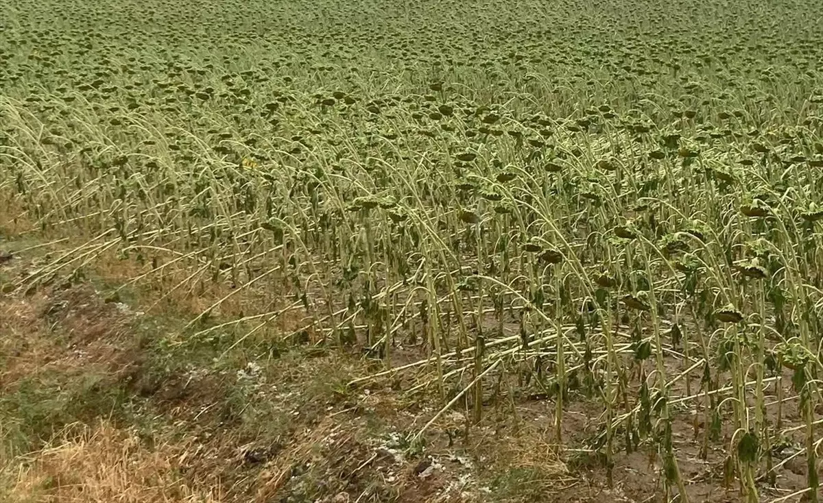 Tekirdağ'da Dolu Tarım Alanlarına Zarar Verdi