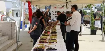 Tekirdağ'da 23 Yeni Üzüm Çeşidi Tanıtıldı