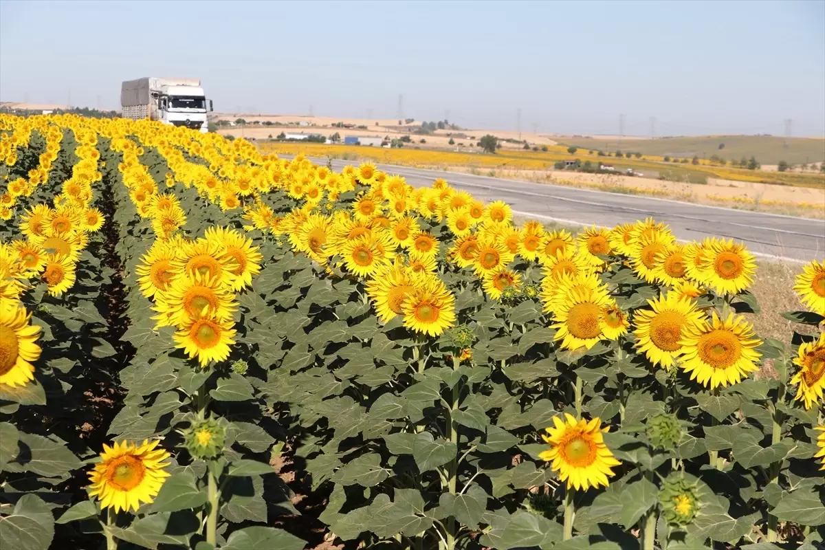 Tekirdağ'da Sarı Tarlalar, Seyahatlere Renk Katıyor