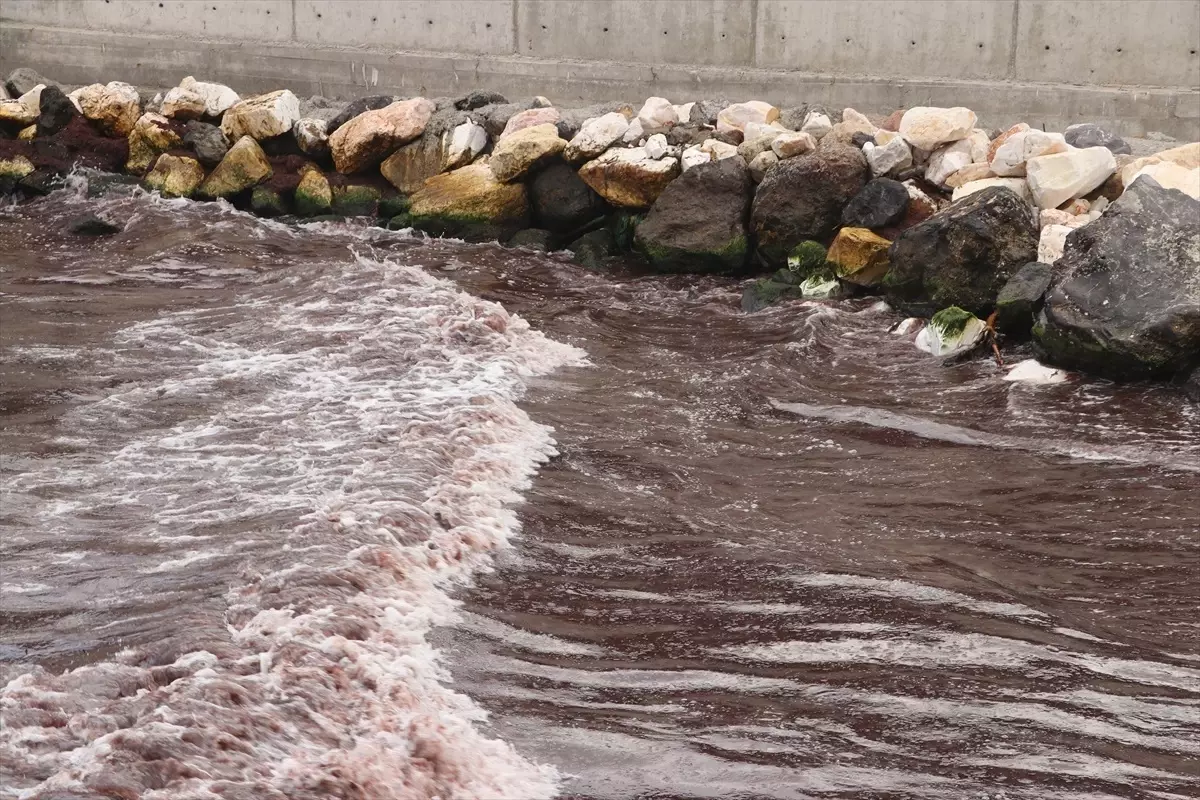 Tekirdağ Sahilinde Kırmızı Yosun Birikti