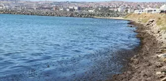 Tekirdağ Sahilinde Kırmızı Yosun Birikintileri