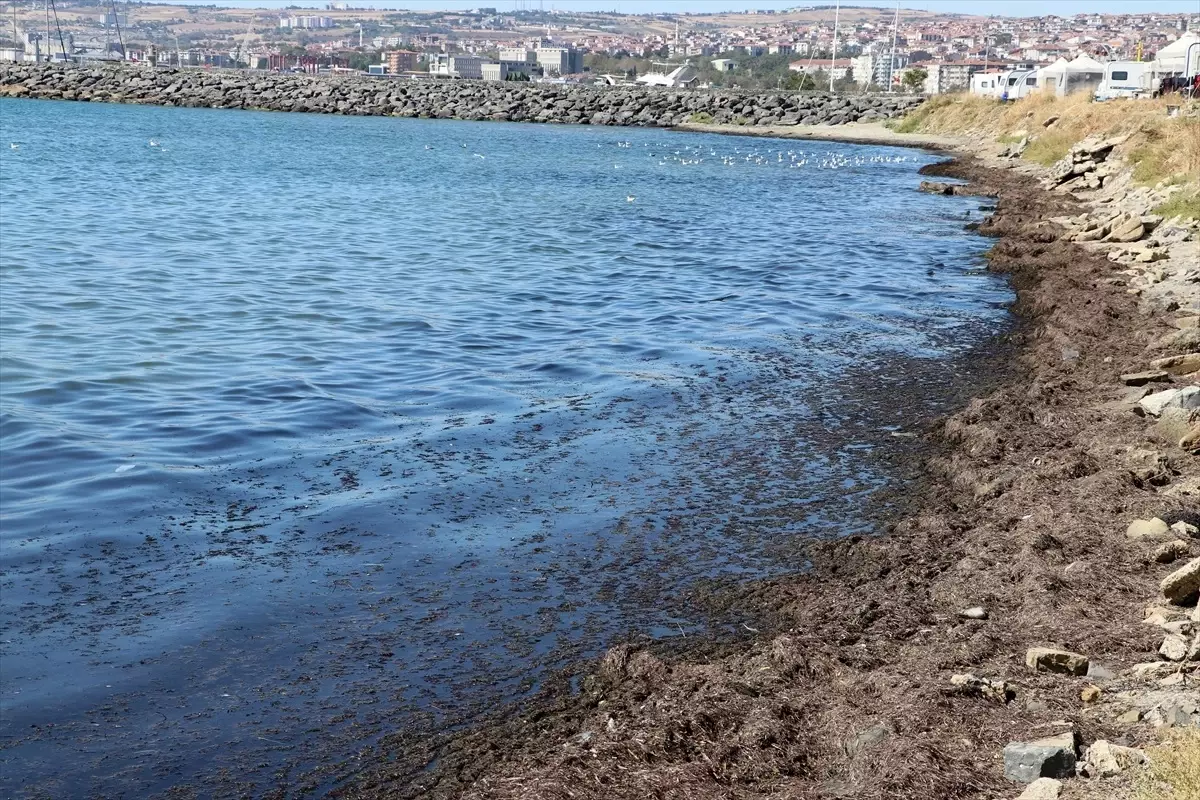 Tekirdağ Sahilinde Kırmızı Yosun Birikintileri