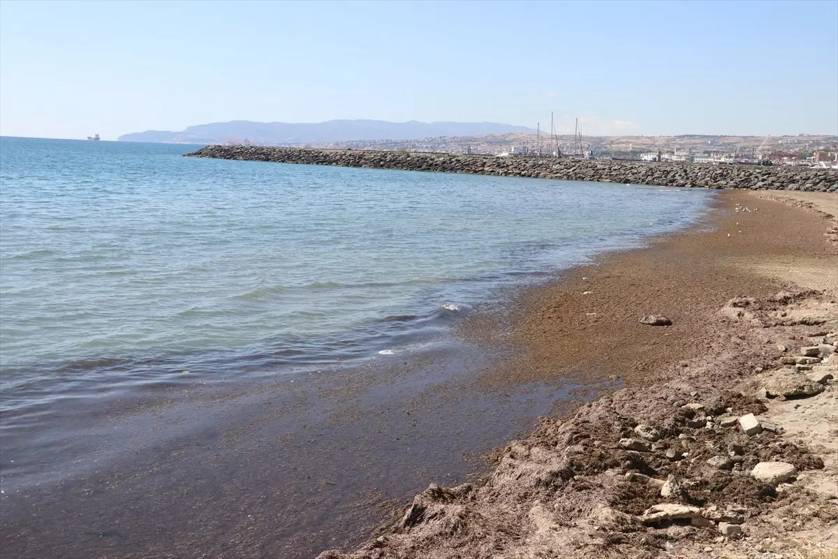 Tekirdağ'da Kuvvetli Rüzgar Kırmızı Yosun Birikmesine Neden Oldu
