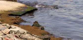 Tekirdağ'da Poyraz Yosunları Sahili Kapatıyor