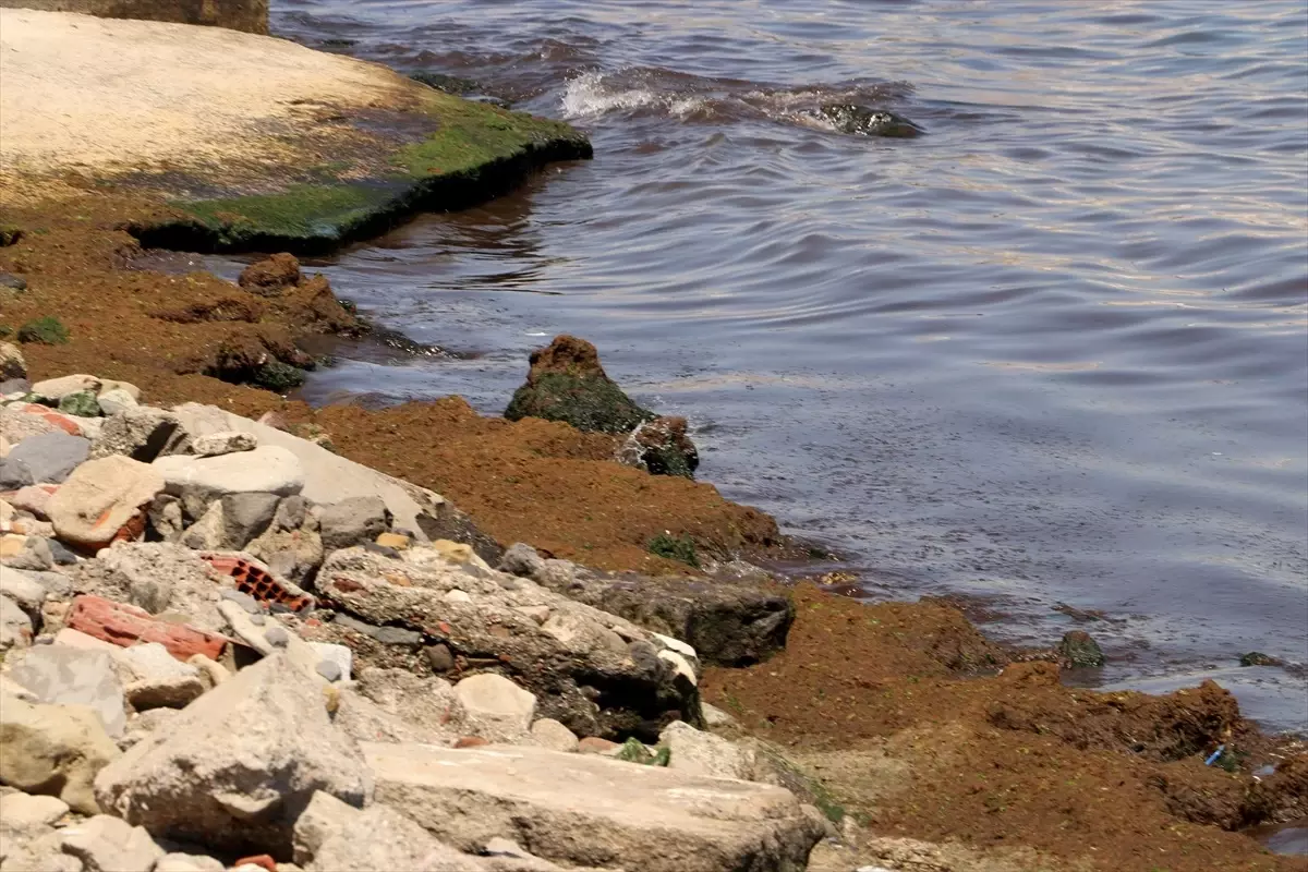 Tekirdağ'da Poyraz Yosunları Sahili Kapatıyor