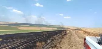 Tekirdağ'da 70 Dönüm Buğday Tarlası Yangında Zarar Gördü