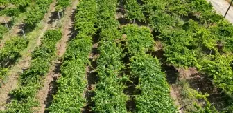 Tekirdağ'da Süleymanpaşa Beyazı Üzümünün Hasadı Başladı