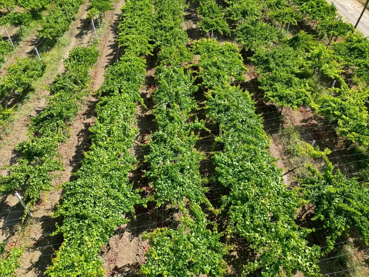 Tekirdağ'da Süleymanpaşa Beyazı Üzümünün Hasadı Başladı