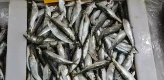 Tekirdağ'da Sardalya Sezonu: Tezgahlar Dolup Taşıyor