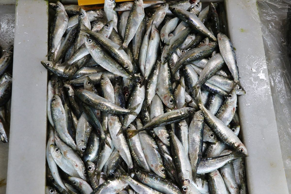 Tekirdağ'da Sardalya Sezonu: Tezgahlar Dolup Taşıyor