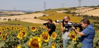 Tekirdağ'ın Ayçiçeği Tarlaları Turizme Davet Ediyor