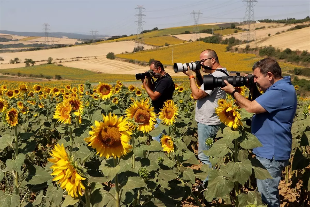 Tekirdağ'ın Ayçiçeği Tarlaları Turizme Davet Ediyor