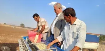 Gaziantep'te Araban Sarımsağı Ekim Sezonu Başladı