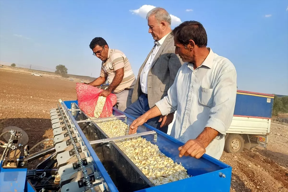 Gaziantep'te Araban Sarımsağı Ekim Sezonu Başladı
