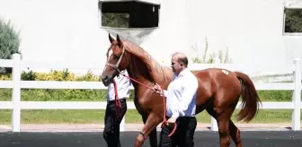 TİGEM İhalesiyle 58 Taydan 25 Milyon Lira Gelir Elde Edildi