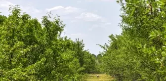 Badem Ormanları ile Tarımda Biyolojik Mücadele ve Erozyon Önleme