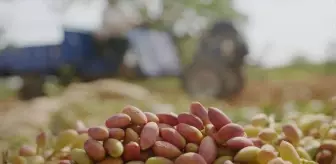 Tiryaki Agro, Gaziantep'te Yeni Yatırım ile Büyüyor