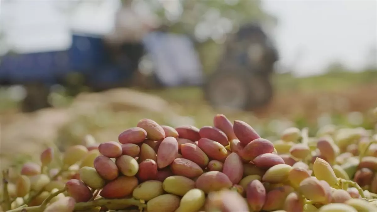 Tiryaki Agro, Gaziantep'te Yeni Yatırım ile Büyüyor