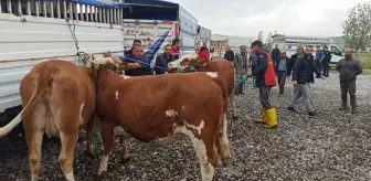 Tokat'ta Süt Sığırcılığı Geliştirme Projesi Kapsamında Damızlık Hayvan Dağıtımı Yapıldı