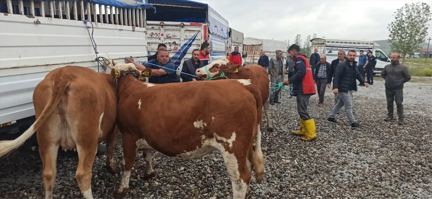 Tokat'ta Süt Sığırcılığı Geliştirme Projesi Kapsamında Damızlık Hayvan Dağıtımı Yapıldı