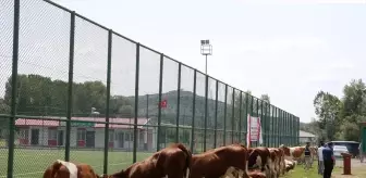 Tokat'ta Süt Sığırcılığı Geliştirme Projesi Çerçevesinde Düve Dağıtımı Yapıldı
