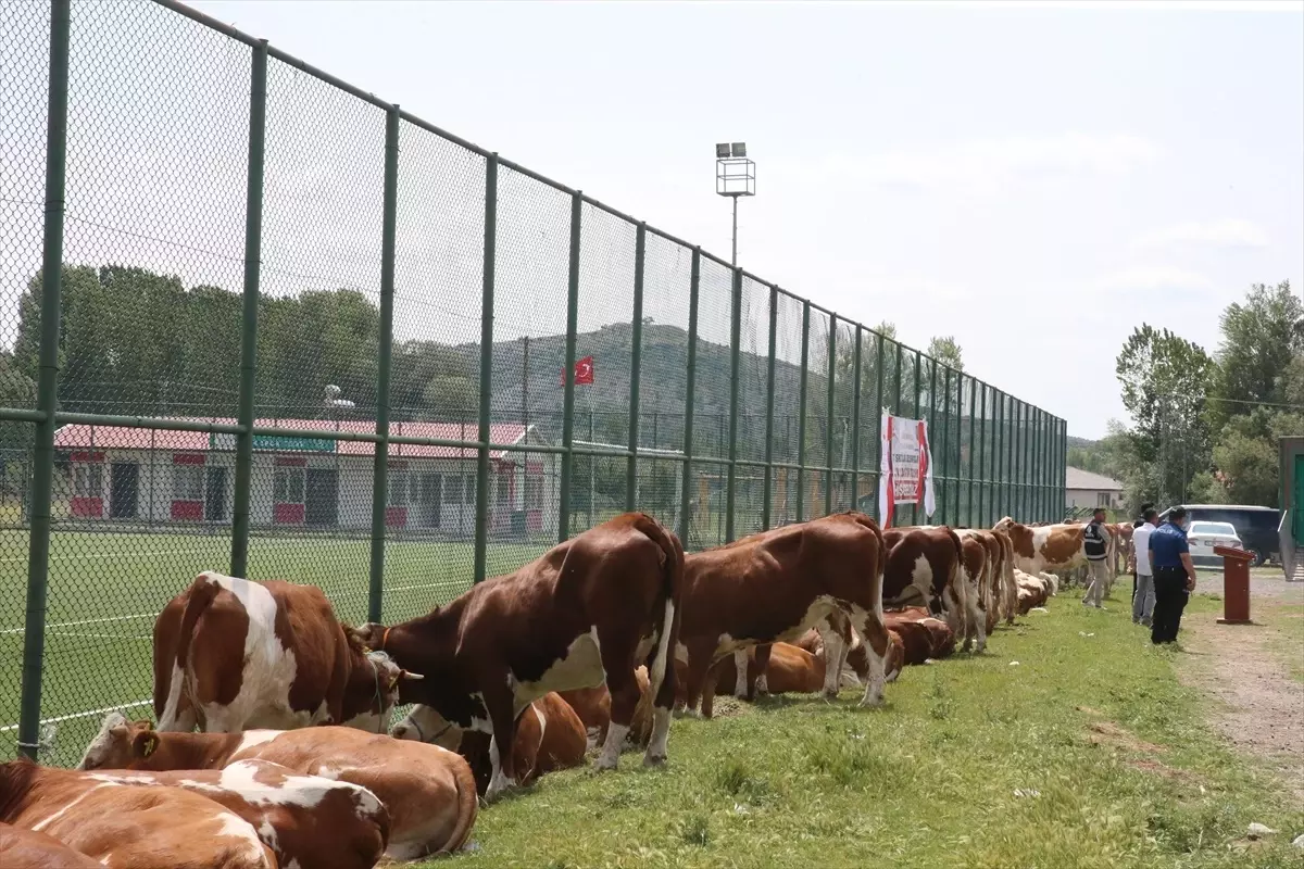 Tokat'ta Süt Sığırcılığı Geliştirme Projesi Çerçevesinde Düve Dağıtımı Yapıldı