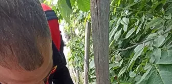 Niksar'da Sıkışan Kedi İtfaiye Ekipleri Tarafından Kurtarıldı