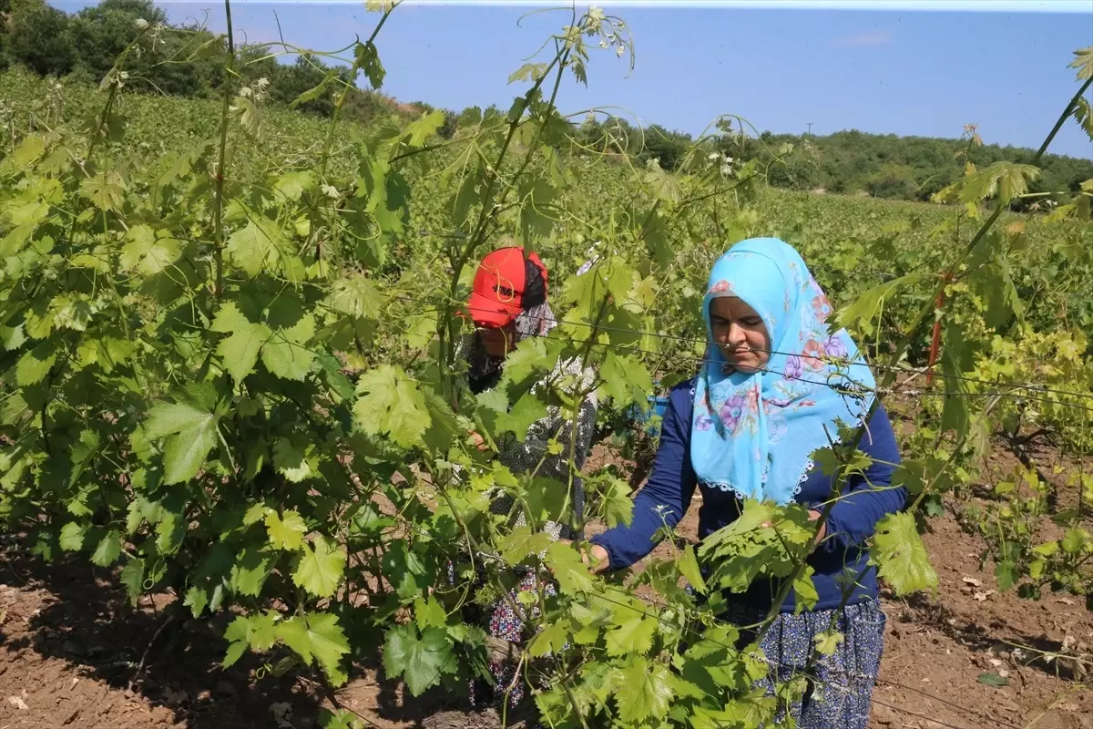 Tokat'ta Coğrafi İşaretli Narince Bağ Yaprağının Hasadı Sürüyor