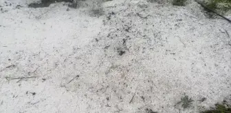 Yeşilyurt'ta Dolu Yağışı Tarımı Olumsuz Etkiledi