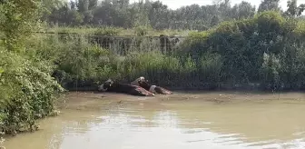 Erbaa'da Gölete Düşen 3 İnek İtfaiye Ekiplerince Kurtarıldı