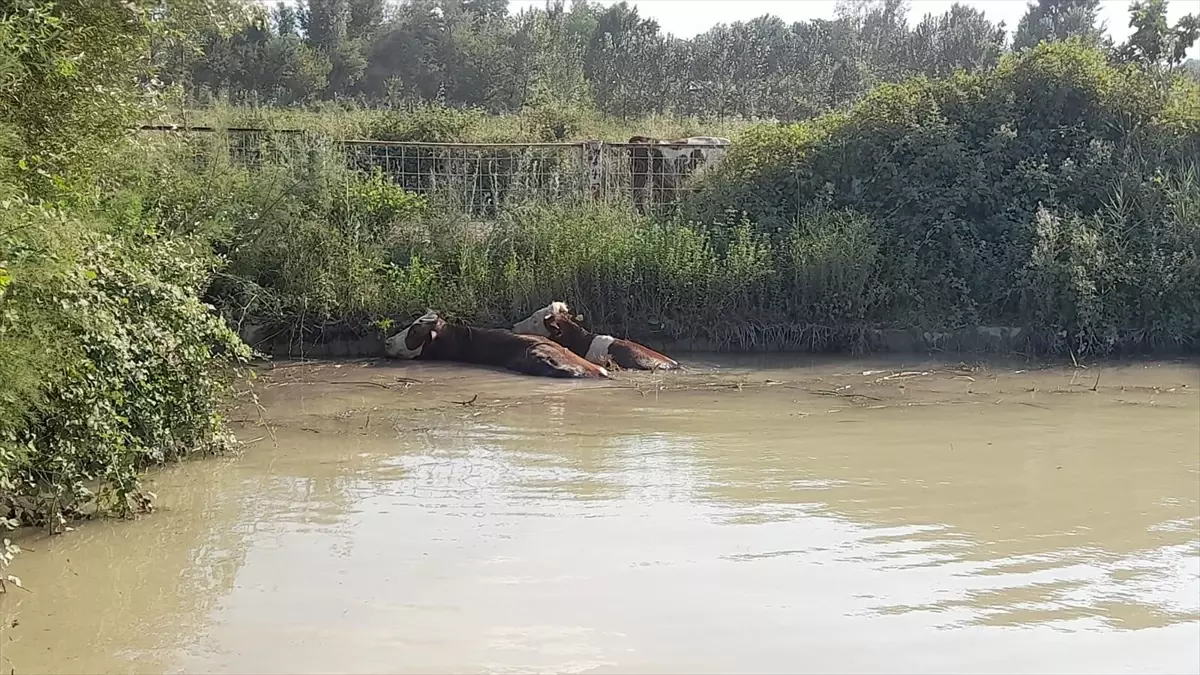Erbaa'da Gölete Düşen 3 İnek İtfaiye Ekiplerince Kurtarıldı
