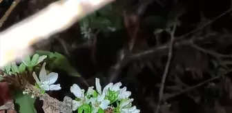 Tokat'ta Kiraz Ağaçları Eylül'de Çiçek Açtı