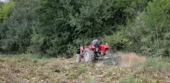 Tokat'ta Organik Patates Hasadı Devam Ediyor