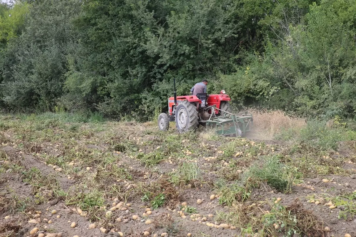 Tokat'ta Organik Patates Hasadı Devam Ediyor