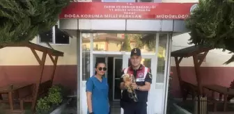 Yaralı Kızıl Şahin Tedavi Altına Alındı