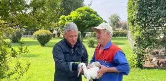 Tokat'ta Yaralı Leylek İtfaiye Ekipleri Tarafından Kurtarıldı